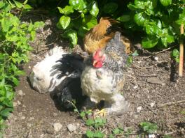 støvbadende pekins i solen