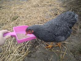 Kylling, der undersøger, hvad der er i den lyserøde scoop
