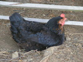 En sort og brun kylling, der tager et støvbad i solen
