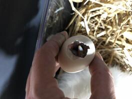 ægklækning i hånden