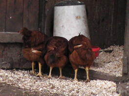 Rhode Island Røde kyllinger