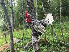 En lille sort-hvid kylling stod på en gren i en skov