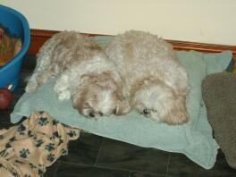 Millie og Shui hviler