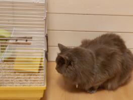 En kat, der stirrer på et hamsterbur