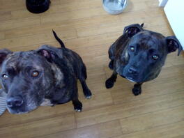 Mine to smukke Staffies