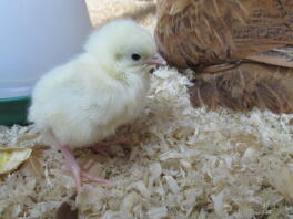 lys sussex bantam chick