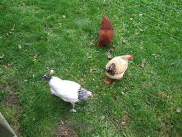 Vores kylling i haven.