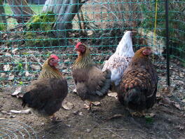 Fire brune og hvide høns stod i en have