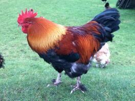 Welsummer cockerel 26 uger