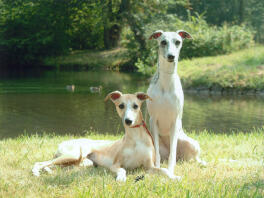 2 smukke whippet tæver