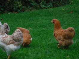 Unge Buff Wyandotte cockerel og nogle høner