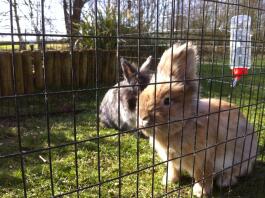 Lionhead gør