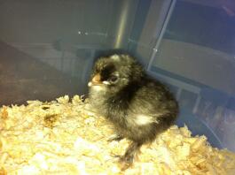 sultan chick