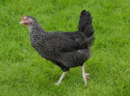 Speckeldy Pullet