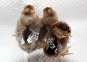 Creme benbar kyllinger ~ 2 drenge og 1 pige 6 dage gammel