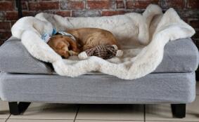 Sterling, vores lille cocker spaniel, varm på sit fåreskind