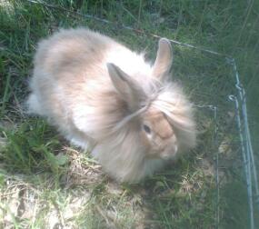 dejlig buff farve Lionhead sorteper