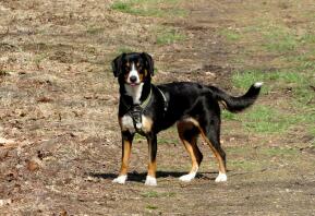 Hund i marken