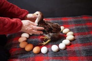 En lille aracuna-kylling på et tæppe omgivet af æg