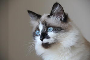 Birman kat