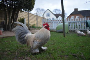 Lavendel millefleur booted bantam cockrel