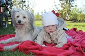 En hvid og grå hund, der ligger ved siden af en baby på et picnictæppe