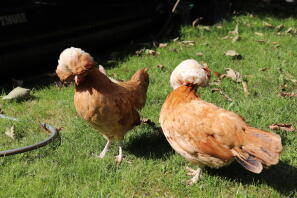 To orange polske høns går på græs