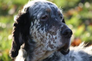 Vores miss bella er nu 11 år gammel og utrolig sød. hun er allergisk og har ikke styr på sin skjoldbruskkirtel, siden hun blev steriliseret.