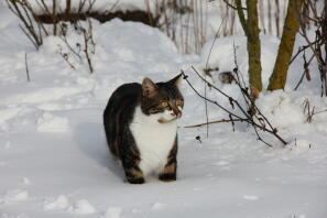 Kat i Snow