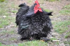 Humphrey Cockerel