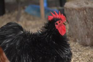 Humphrey Cockerel