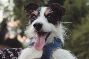 Toby en langhåret trefarvet jack Russel terrier