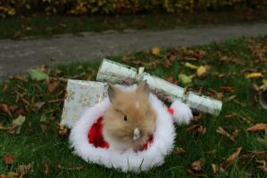 dens christams!