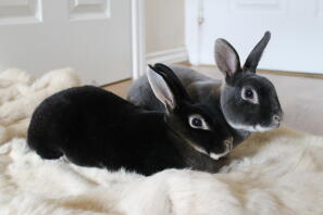Nova og Ludo vores Mini Rex-boller