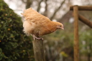 Buffy, den unge Buff Orpington