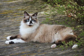 Ragdoll kat, der ligger ned