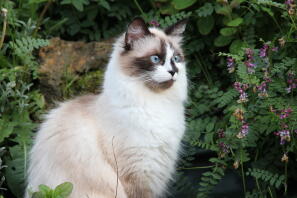 Ragdoll kat