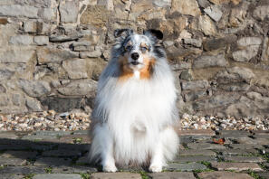 En hvid sort og brun shetland sheepdog sad på en stenvej