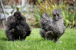 en sort silkiie og grå silkie