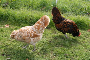 Chamois og Gold Spangled Thuringian bantams