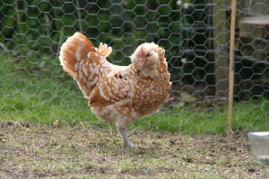 Chamois Thüringer bantam