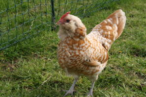 Chamois Thüringer bantam