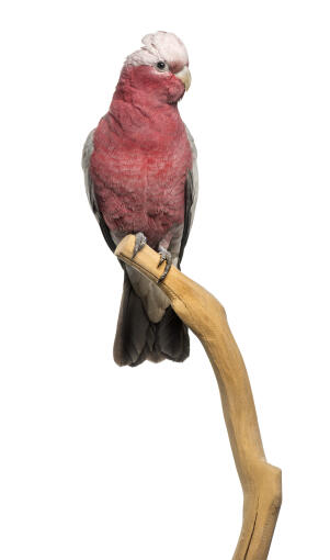 En rosenbrystet galah