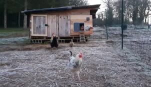 Høns uden for en hønsegård af træ med en Autodoor monteret