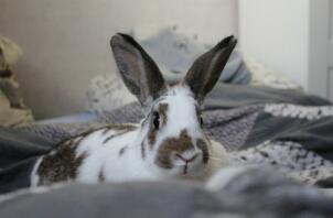 Kanin liggende på sengen