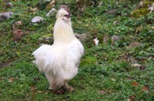 En hvid fluffy kylling på græs