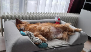 Hund sover på Omlet Topology hundeseng med grå pude