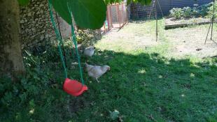 To høns græsser i en have med en gynge