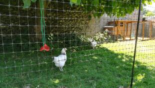 En hvid høne i en have bag et hønsehegn