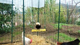 En kylling nyder at sidde på en kyllingestald i en Omlet hønsegård.